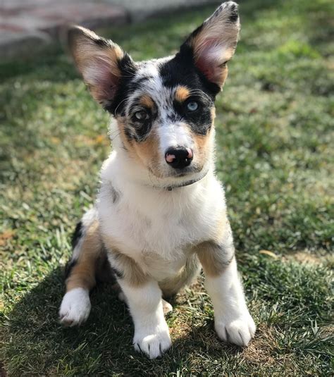 aussie cowboy corgi|aussie corgi mix puppies.